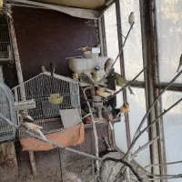 تعدادی قناری