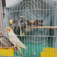 7 عدد عروس هلندی|پرنده|تهران, نازی‌آباد|دیوار