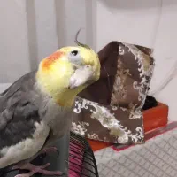 عروس هلندی گم گمشده