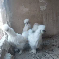 تخم نطفه دار ابریشمی