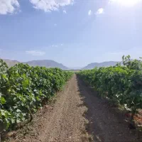 باغ-انگور