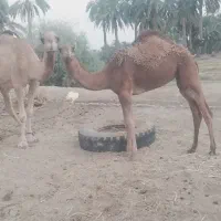 شتر ماده با بچش شیری
