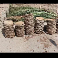 بریدن نخل. تمیزکردن نخل. بریدن انواع درخت|خدمات باغبانی و درختکاری|اهواز, شهرک نفت|دیوار