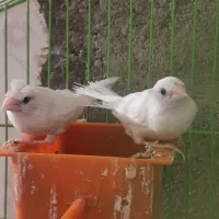 جفت فنج بنگال|پرنده|سیرجان, |دیوار