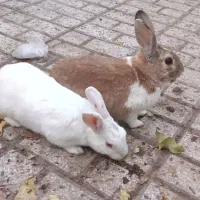 خرگوش|موش و خرگوش|نیشابور, رحمت آباد|دیوار