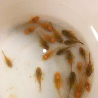 لجنخوار آکواریومی(کت بوته ای)،حلزون کیلر|ماهی|تویسرکان, |دیوار