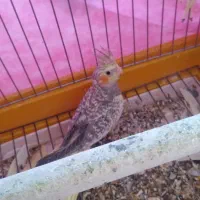 عروس هلندی|پرنده|صحنه, |دیوار