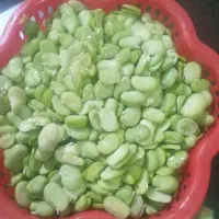 باقالی سبز وتازه