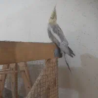 عروس هلندی جوجه