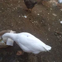 قوغاز وغازفروشی