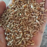 اهواز دغاغله گندم بزری