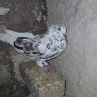 کبوتر پرشی|پرنده|مرند, |دیوار