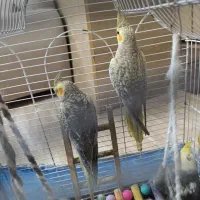 چهار تا عروس هلندی سه ماهه نر|پرنده|رشت, حمیدیان|دیوار