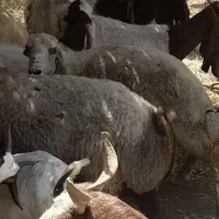 میش بختیاری فروشی