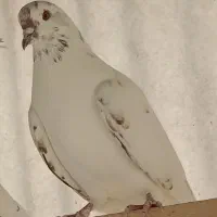 کبوتر شمرون|پرنده|فشم, |دیوار