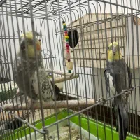 دو عدد عروس هلندی نر و ماده|پرنده|کرج, شهرک یاس شمالی|دیوار