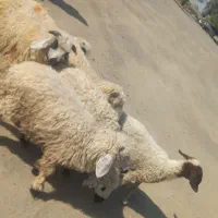 ۶تا بره  .و۲تا کهره نر دونه ای ۴۸۰۰ و۱ بز ۵۲۰۰|حیوانات مزرعه|جیرفت, |دیوار