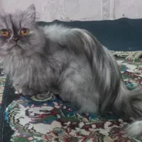 گربه های پرشین|گربه|تهران, خانی آباد نو شمالی|دیوار