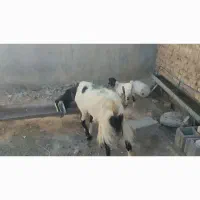 بز  پاکستانی زاییده به شرط سالمی میدم  میش بره