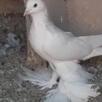 کبوتر|پرنده|بناب, |دیوار