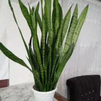 گل سانسوریا