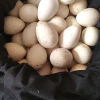 40تا تخم بوقلمون