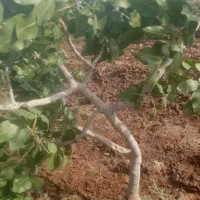 باغ-پسته-باغ-زمین-کشاورزی-زمین