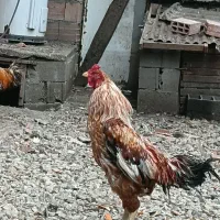 خروس خوشتیپ درشت