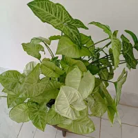 گلهای طبیعی