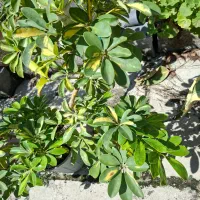 گل و گیاه|گل و گیاه طبیعی|نوشهر, |دیوار