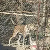 دو قلاده سگ نگهبان عالی هر دو نر|سگ|چهارباغ, |دیوار