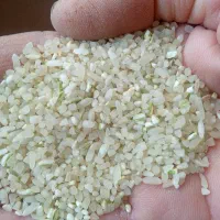 نیم دانه و خورده برنج کامفیروزی