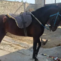 اسب|اسب و تجهیزات اسب‌سواری|اهواز, اهواز|دیوار