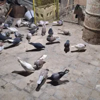 کفتر پرشی|پرنده|مشکیندشت, |دیوار