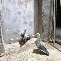 نرماده گاوک سیاه روزگاری