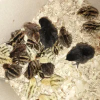 بلدرچین یک روزه وتخم نطفه دار