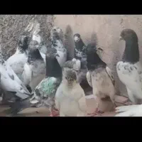 کبوتر پاکستانی تیدی چینا جونسیره و