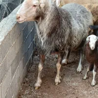 گوسفند نر تخمی ۲ ساله وزن بالا و کار بلد۱۰۰ کیلو|حیوانات مزرعه|ارطه, |دیوار