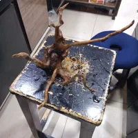 چوب آبنوس|ماهی|اهواز, کمپلو جنوبی|دیوار