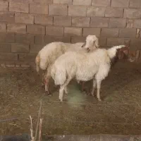 قوچ و شیشک