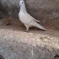 کبوتر شامی|پرنده|سیدآباد, |دیوار