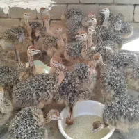 فروش جوجه شترمرغ