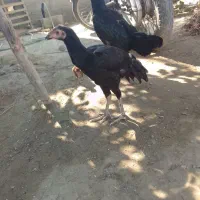 مرغ مامله با خروس|حیوانات مزرعه|بند زرک, |دیوار