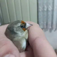 سهره دورگ رسمی