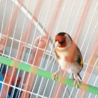 سهره قفسی