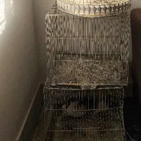 قفس برای مرغ عشق عروس هلندی فنچ کوتوله|لوازم جانبی حیوانات|گلبهار, شهر جدید گلبهار|دیوار