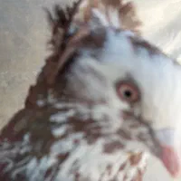 کبوتر هلندی نقش مست