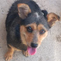 سگ پاکوتاه گمشده