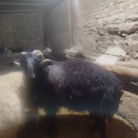 قوچ|حیوانات مزرعه|ساروق, |دیوار