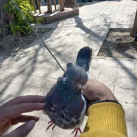 کله دمی سرجوزی